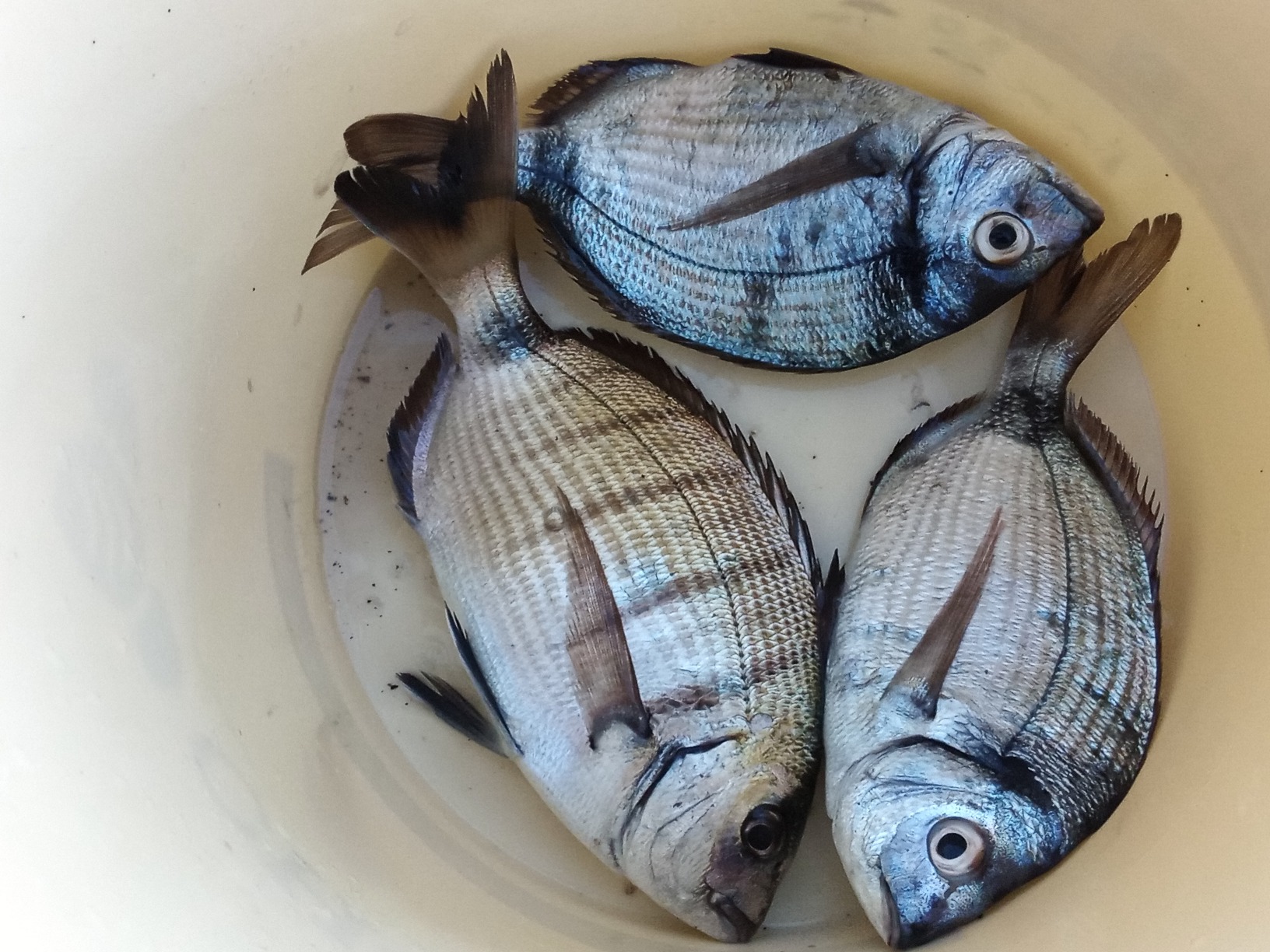 Lineaeffe Next canna da pesca 3 m fibra vetro
