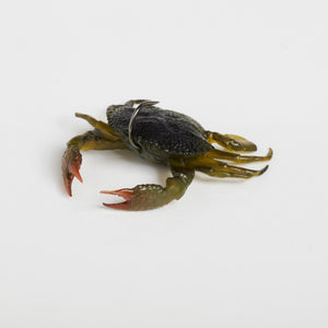 Savage Gear Toughtec Crab esca granchio aromatizzata mare