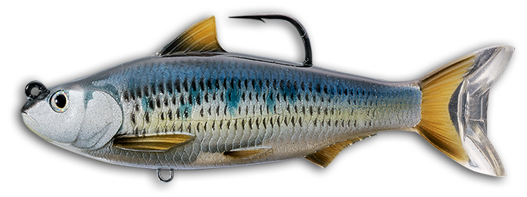 Livetarget Common Shiner Swimbait esca 4" Silver Blue acqua dolce