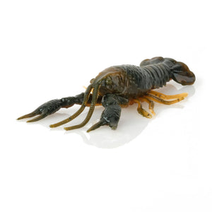 Savage Gear Toughtec Ned Craw Esca Gambero Salata
