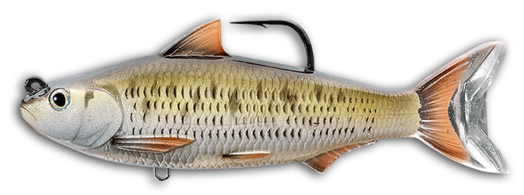 Livetarget Common Shiner Swimbait esca 4" Silver Blue acqua dolce